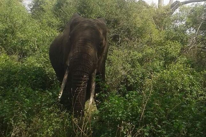 3 Days Selous Game Reserve Fly From Zanzibar - Day one: from Zanzibar to the first game drive