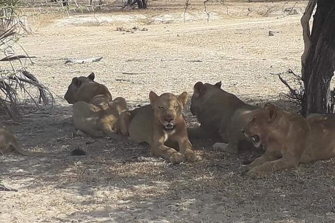 3 Days Selous Game Reserve Fly From Zanzibar - Accommodation, meals, and comfort