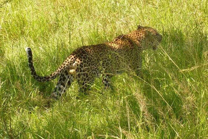 3 Days Selous Game Reserve Fly From Zanzibar - The private guide experience