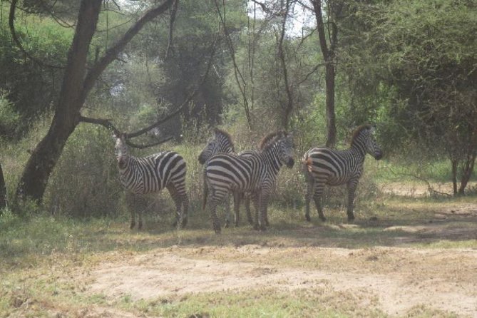 3 Days Selous Game Reserve Fly From Zanzibar - Timing, weather, and cancellation details