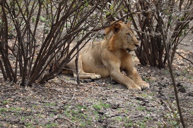 3 Days Selous (Nyerere National Park) - Why Nyerere is different from a northern Tanzania safari