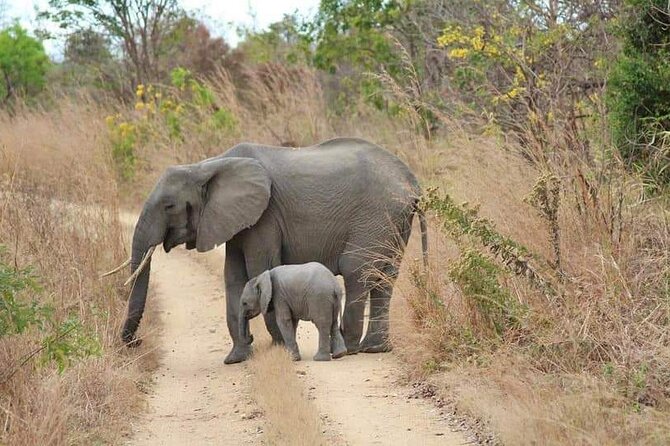 3 Days Selous (Nyerere National Park) - Wildlife: what you have a real chance to see