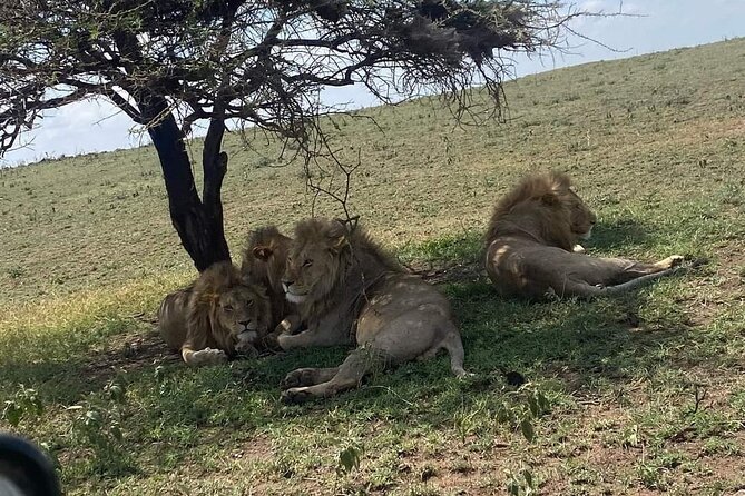 3 Days Selous (Nyerere National Park) - Guides, communication, and the private-tour advantage