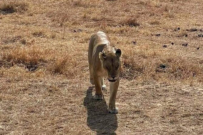 3 Days Selous (Nyerere National Park) - Accommodation and meals at Mloka Safaris Lodge