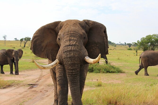 3 Days Serengati and Ngorongoro crate group tour and safari - Booking details and cancellation