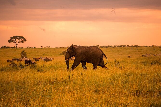 3 Days Serengeti and Ngorongoro Budget Tour - What the $750 price includes