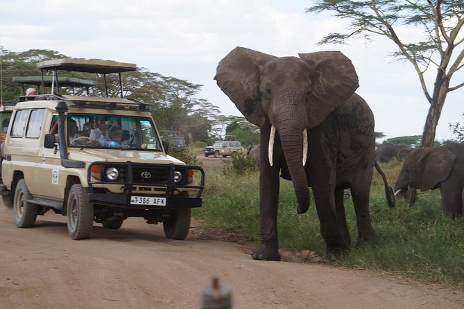 3 Days Serengeti and Ngorongoro Crater Safari from Mwanza to Arusha - Five things to know before you book