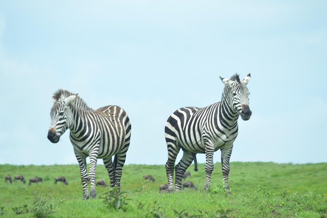 3 Days Serengeti & Ngorongoro Crater group safari - Day two: an early Serengeti game drive and a move toward the crater