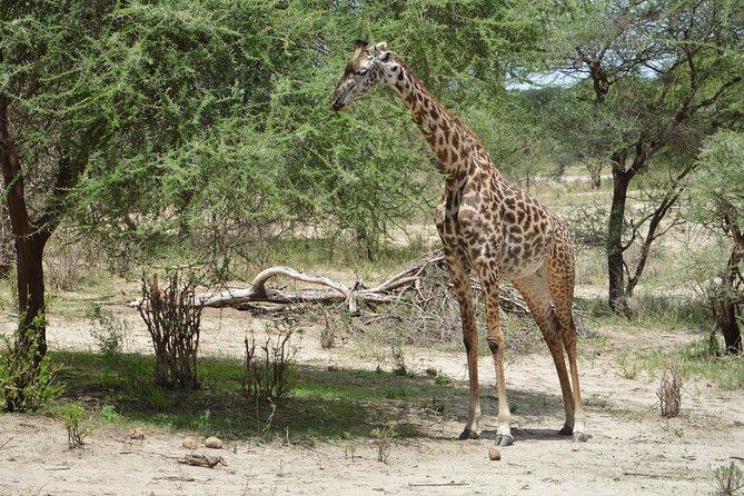 3 Days Serengeti & Ngorongoro Group Camping Safari - Day 1: Arusha to the open plains of Serengeti