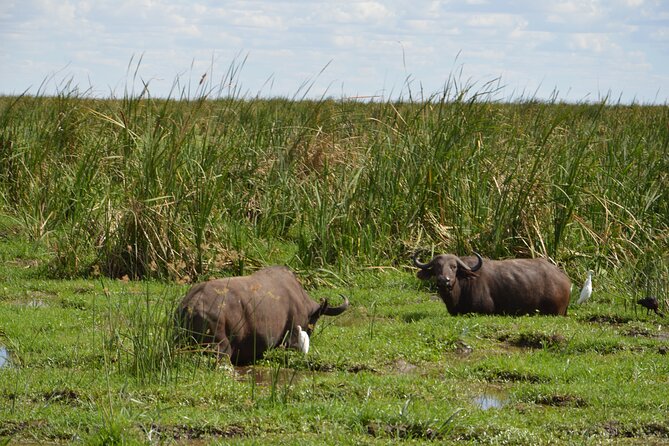 3 Days Serengeti & Ngorongoro Group Camping Safari - Camping, food, and the practical side of the trip