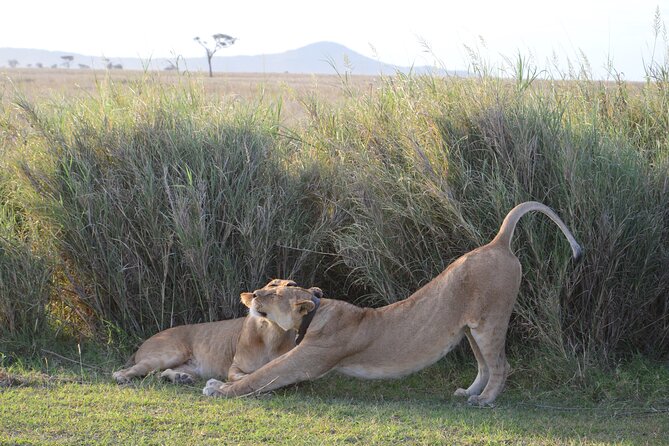 3 Days Serengeti & Ngorongoro Group Camping Safari - Who will enjoy this three-day route most