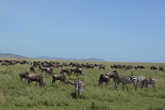 3 Days Serengeti & Ngorongoro Group Camping Safari - Booking details and timing advice