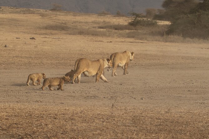 3 Days Serengeti & Ngorongoro Group Camping Safari - Afternoon wildlife watching in Serengeti National Park