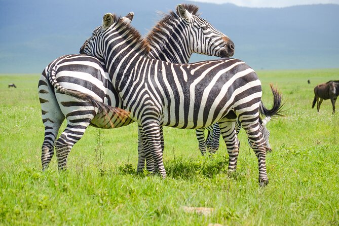 3 Days Serengeti & Ngorongoro Lodge Safari - Key things to know before you book