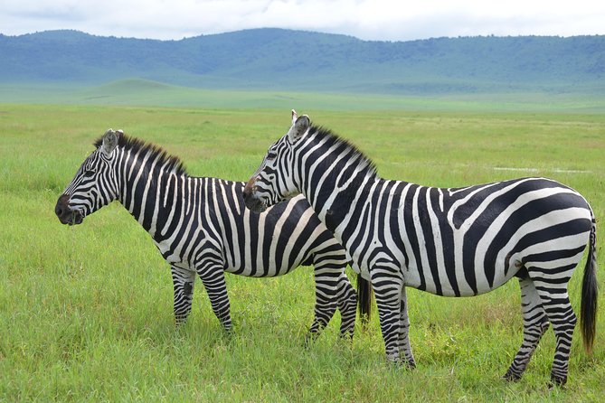 3 Days Serengeti & Ngorongoro Lodge Safari - Day 1: The long road from Arusha to the Serengeti