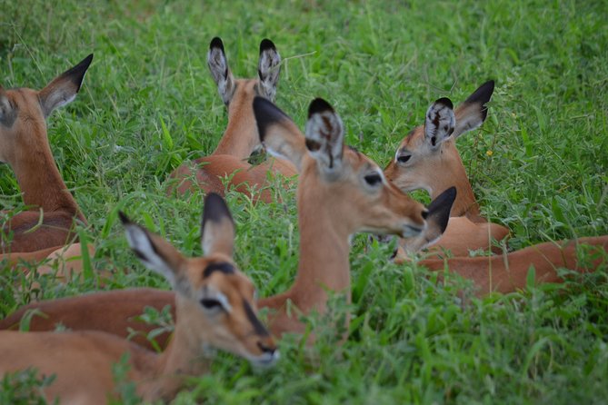 3 Days Serengeti & Ngorongoro Lodge Safari - Accommodation, food, and drinks