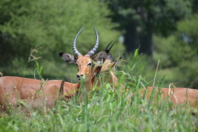 3 Days Serengeti & Ngorongoro Lodge Safari - The small group advantage