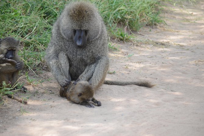 3 Days Serengeti & Ngorongoro Lodge Safari - Guide quality and the human side of the trip