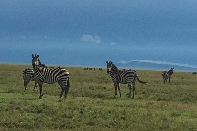3 Days Serengeti & Ngorongoro Tour - Day one: entering the Serengeti and reaching Seronera
