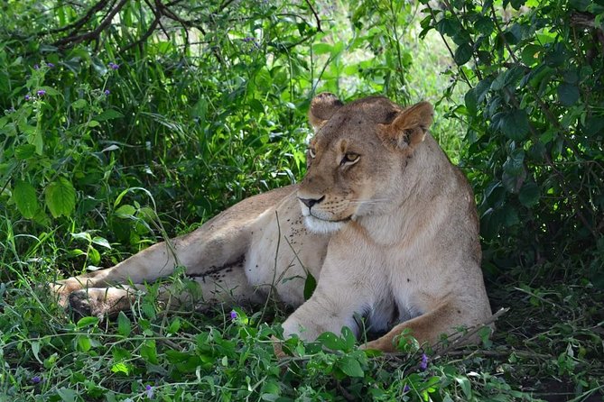 3 Days Serengeti & Ngorongoro Tour - Camping, comfort, and the practical side of the trip