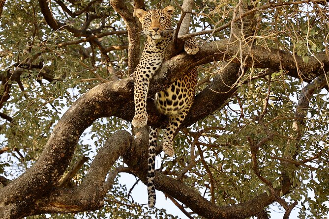 3 Days Tanzania Budget Group Joining Safari Tour - Why this short safari works