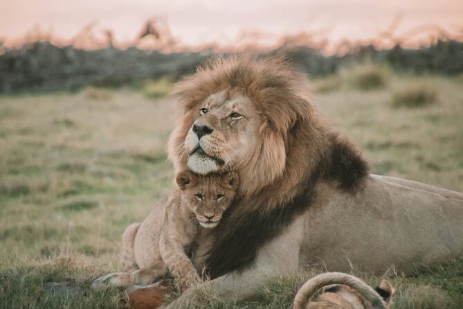 3 Days Tanzania Budget Group Joining Safari Tour - Day two: wildlife below the Ngorongoro rim