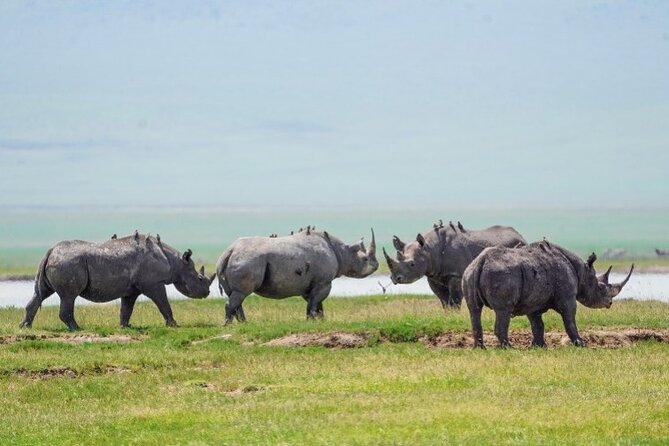 3 Days Tanzania Budget Group Joining Safari Tour - Day three: Lake Manyara’s quieter finish