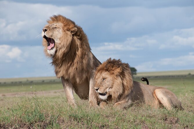 3 Days Tanzania Budget Group Joining Safari Tour - Day one: Tarangire’s elephants and baobabs