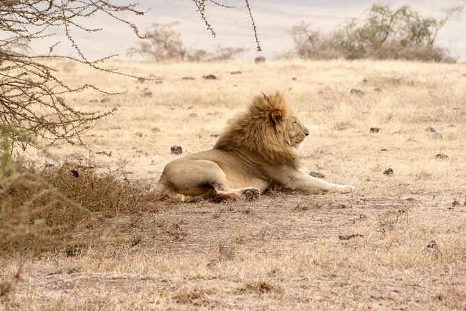 3 Days Tanzania Private Budget Safari to Serengeti & Ngorongoro - Key things to know before you book