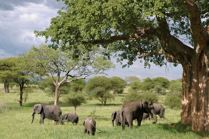 3 Days Tanzania Private Budget Safari to Serengeti & Ngorongoro - Leaving Arusha at 7:00 am