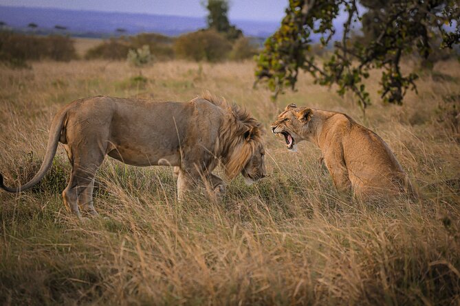 3 Days Tanzania Private Budget Safari to Serengeti & Ngorongoro - First afternoon among Serengeti wildlife