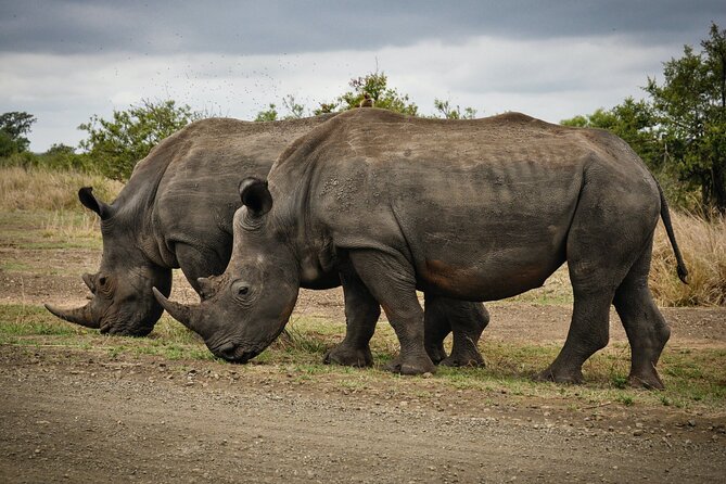 3 Days Tanzania Private Luxury Safari to Serengeti & Ngorongoro - Day Two: More Serengeti Time Before the Transfer