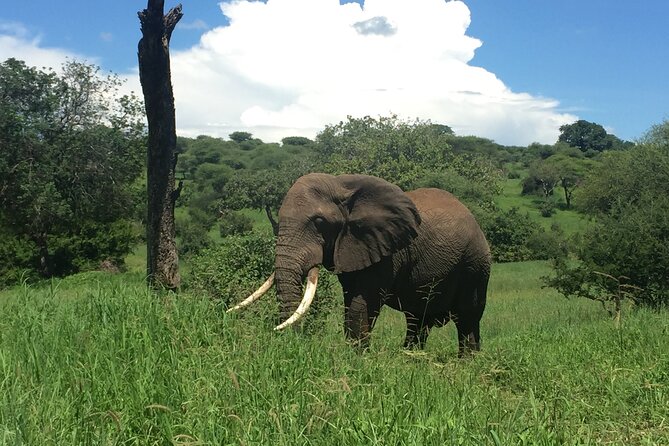 3 Days Tanzania Safari - Day 3: Tarangire’s elephants, river, and baobabs