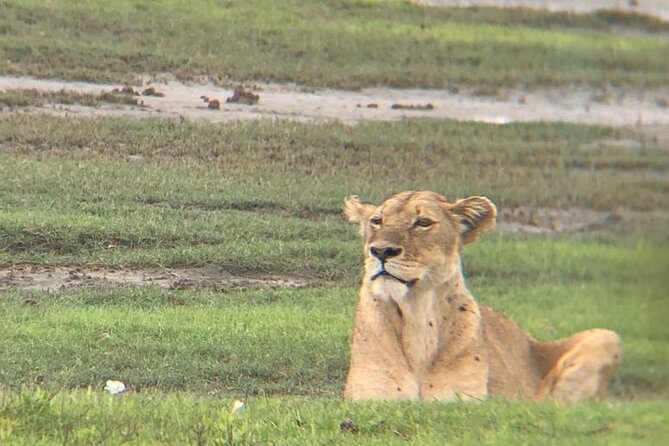 3 Days Tanzania Safari - What the guide and vehicle add to the experience