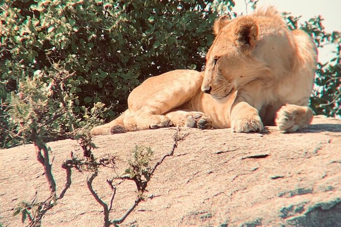 3 Days Tanzania Safari - Is $780 per person good value?