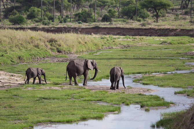 3 Days Tanzania Safari: Tarangire, Manyara and Ngorongoro Crater - Day 3: Ngorongoro Crater and a concentrated wildlife day