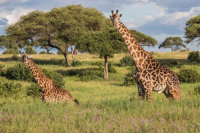 3 Days Tanzania Safari: Tarangire, Manyara and Ngorongoro Crater - What $998.65 per person really buys