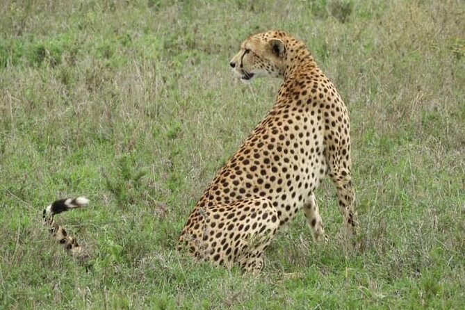 3 Days Tanzania Safari Tarangire, Manyara, & Ngorongoro Crater. - Day 2: Ngorongoro Crater and the best chance for variety