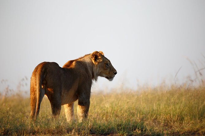 3 Days Tanzania Safari to Manyara Tarangire and Ngorongoro - Day 3: Lake Manyara for lions and birdlife