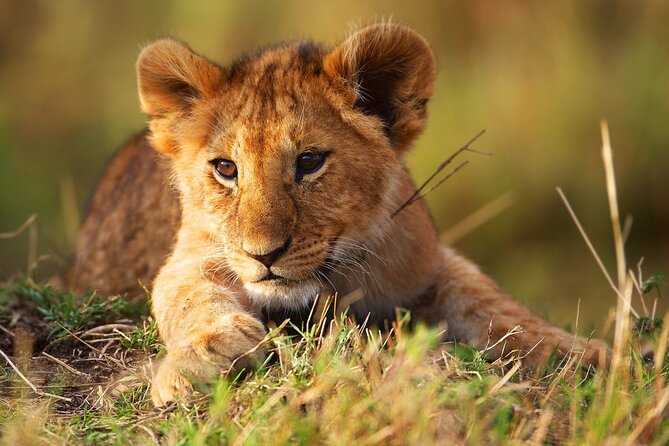 3 Days Tanzania Safari to Manyara Tarangire and Ngorongoro - What the $700 price really covers