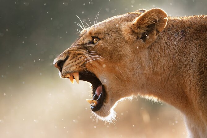 3 Days Tanzania Safari to Manyara Tarangire and Ngorongoro - Who should choose this safari?