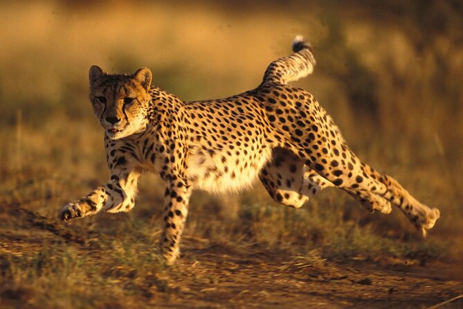 3 Days Tanzania Safari to Manyara Tarangire and Ngorongoro - Day 2: Ngorongoro Crater and the search for rhino