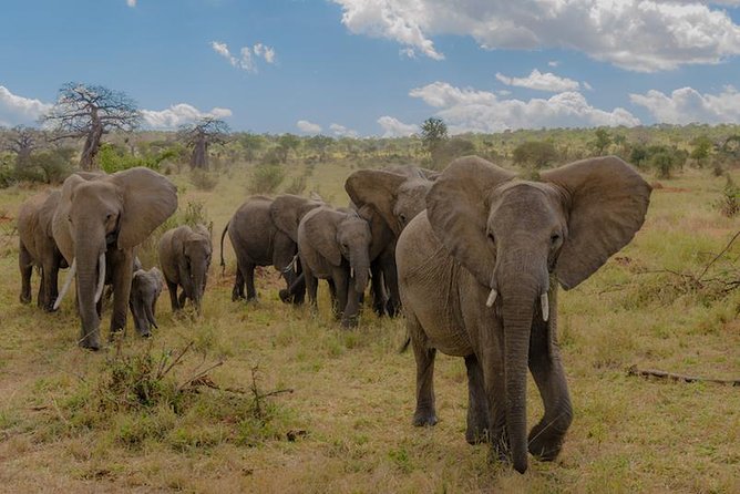 3-Days Tanzania Safari Tours - The safari in six useful points
