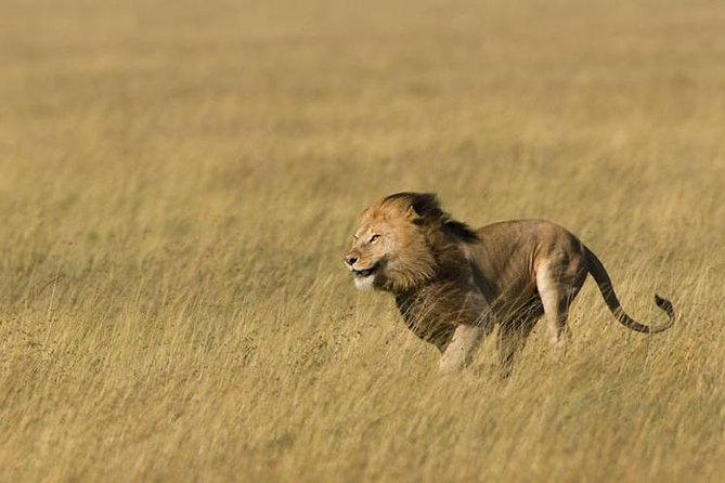 3 Days Tanzania Short and Spicy - Why this three-day safari works