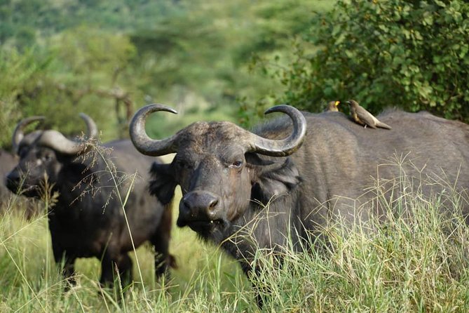 3 - Days Tanzania Wildlife Safari - Lake Manyara: birds, elephants, and a strong first morning