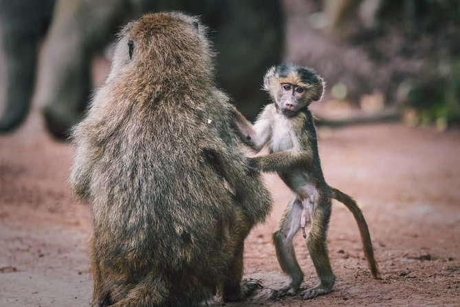 3 - Days Tanzania Wildlife Safari - Safari car comfort and the daily rhythm
