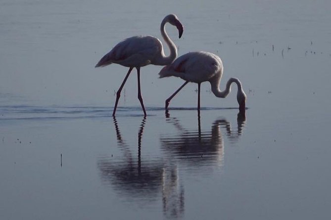 3 - Days Tanzania Wildlife Safari - Ngorongoro Crater: the trip’s biggest wildlife day