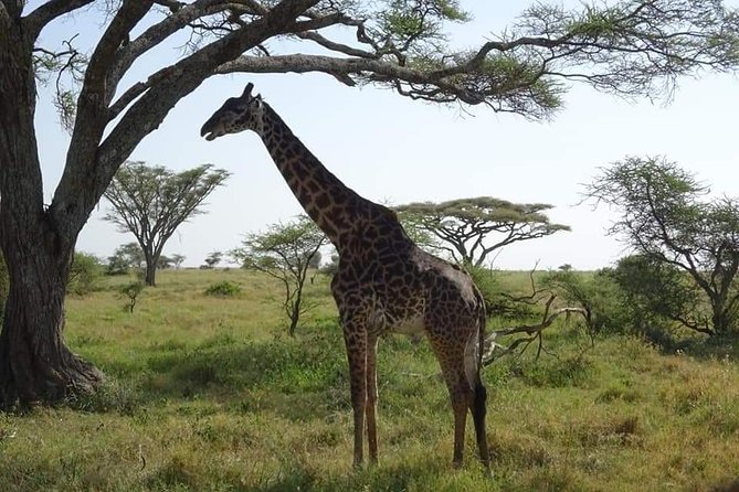 3 days Tarangire, Lake Manyara and Ngorongoro - Day three: Lake Manyara before returning to Arusha