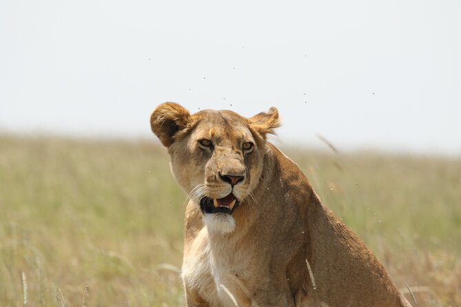 3 Days Tarangire, Ngorongoro & Lake Manyara Group Camping Safari - Day three: forest, wetlands, and Lake Manyara