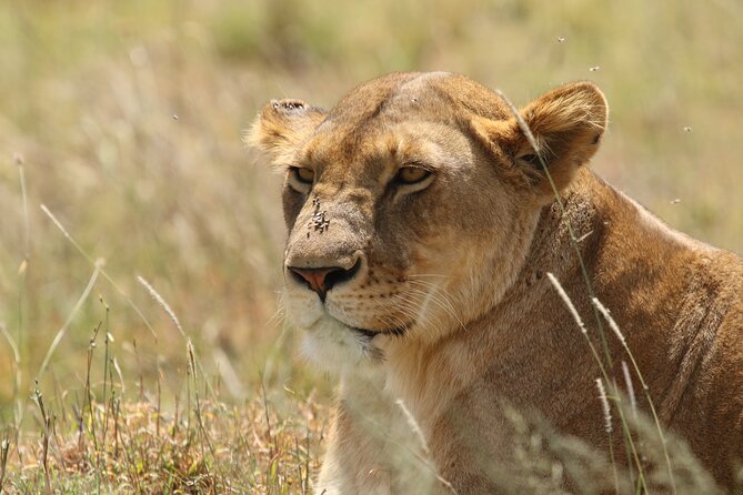 3 Days Tarangire, Ngorongoro & Lake Manyara Group Camping Safari - Camping, food, and the real value of $700